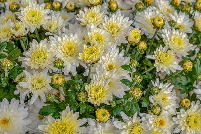 경기도 고양 가을꽃 축제 🌼