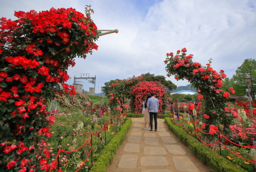 곡성 세계장미축제 개화상황