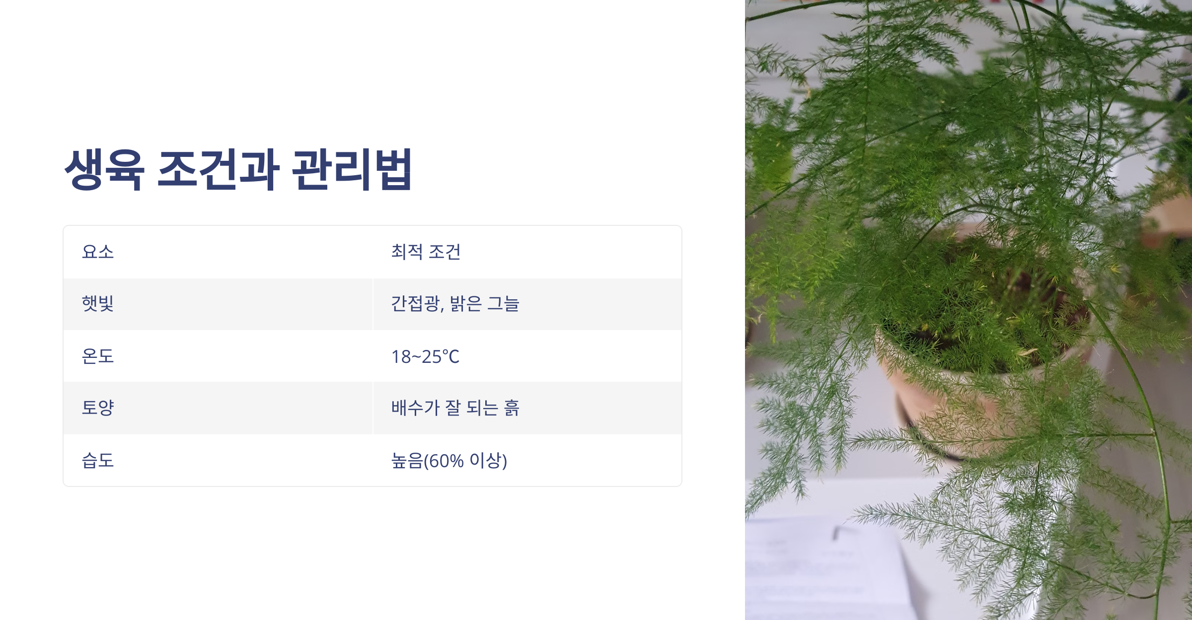 아스파라거스 나누스