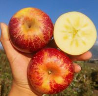 [사과축제특가] 고당도 경북 감홍 사과, 1박스, 2kg 중소과