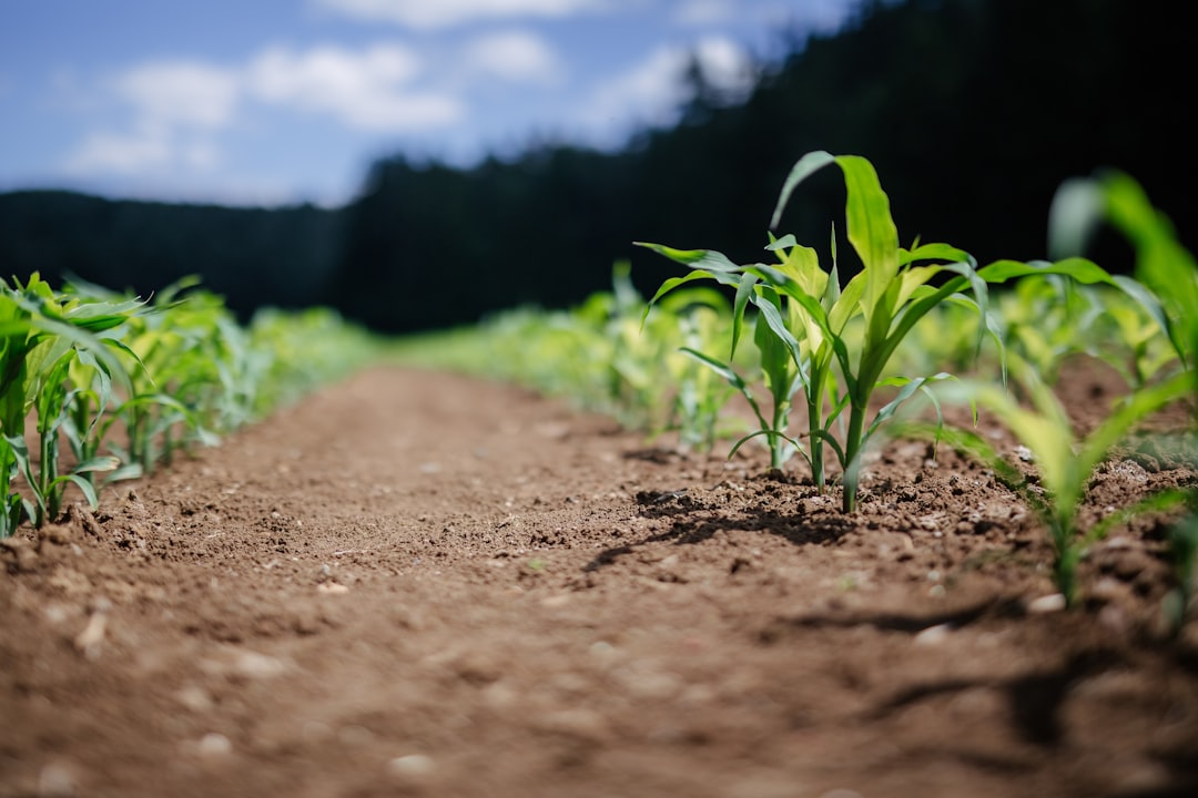 Soil