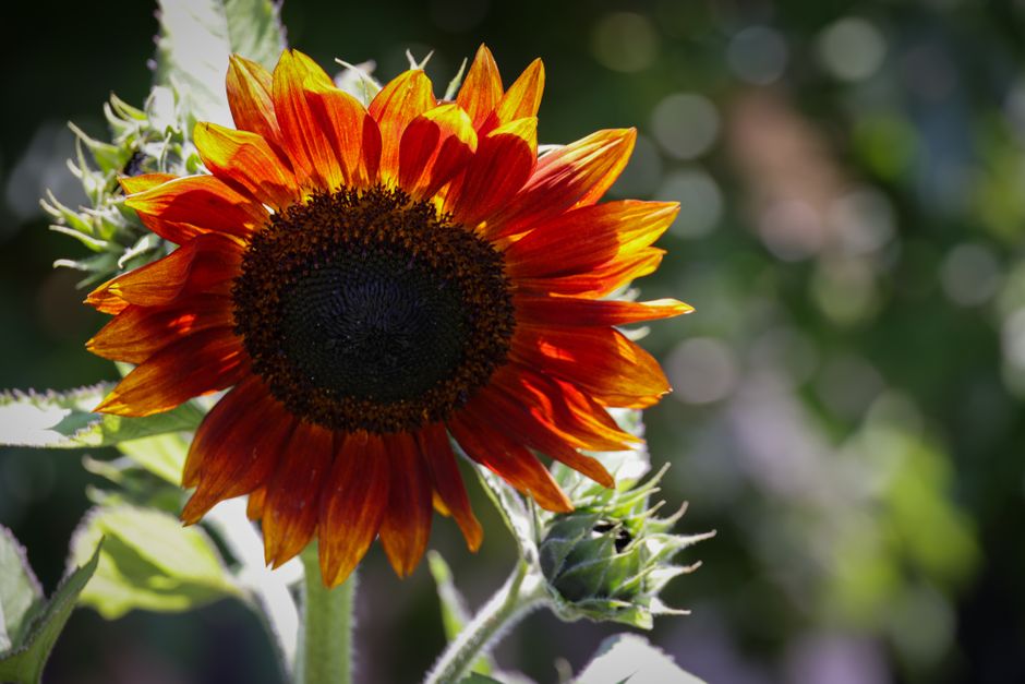 Close-up of a vibrant red sunflower shining under the summer sun.