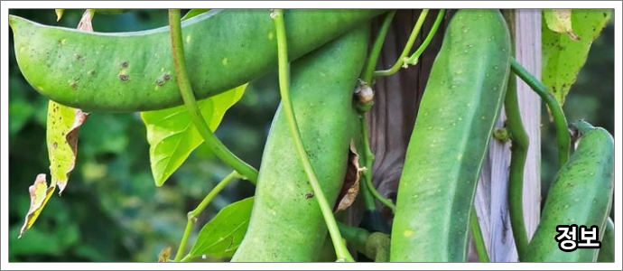 작두콩차-특징,-효능,-부작용