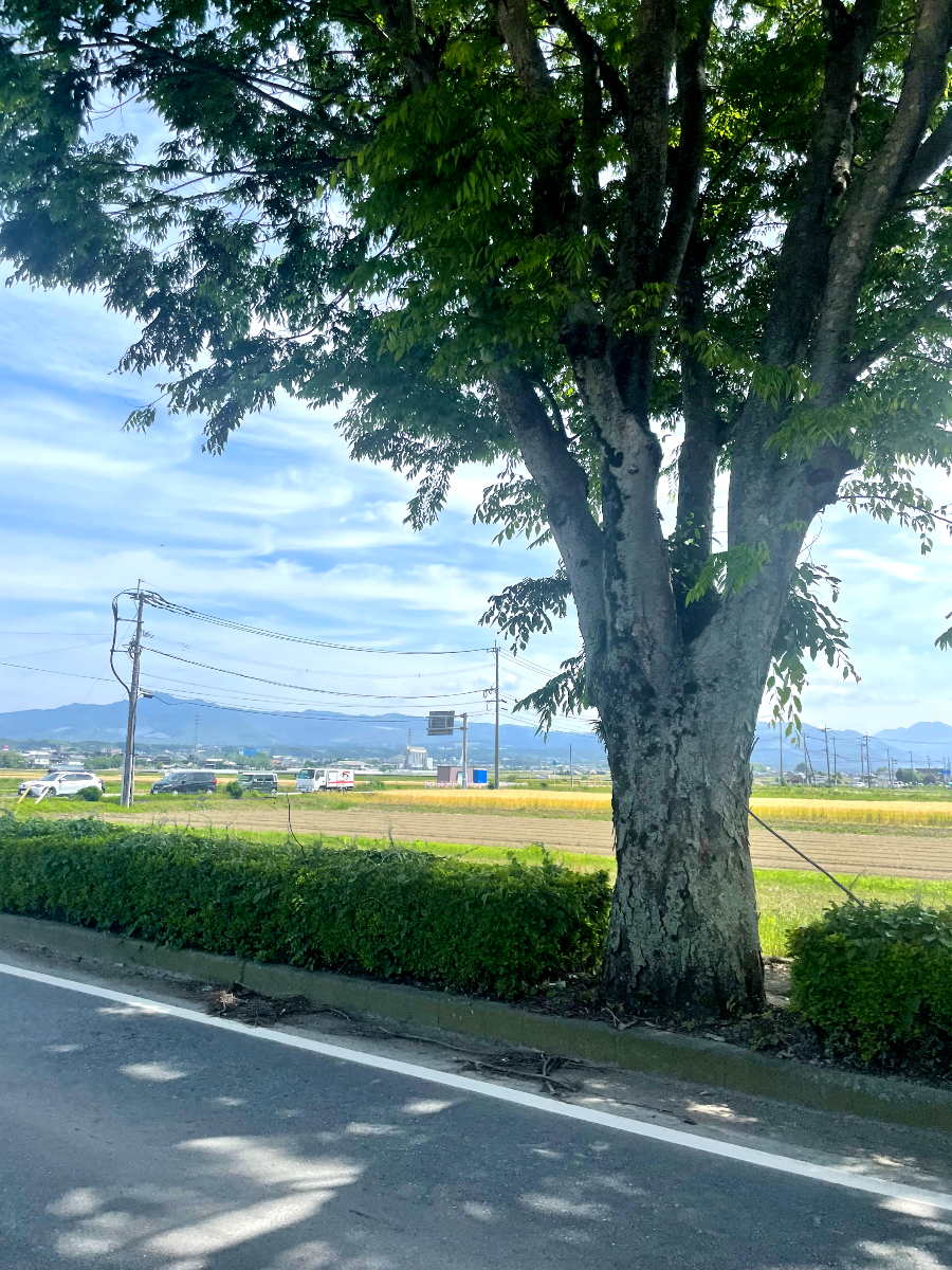 Umenoya 소바 전문점 가는길