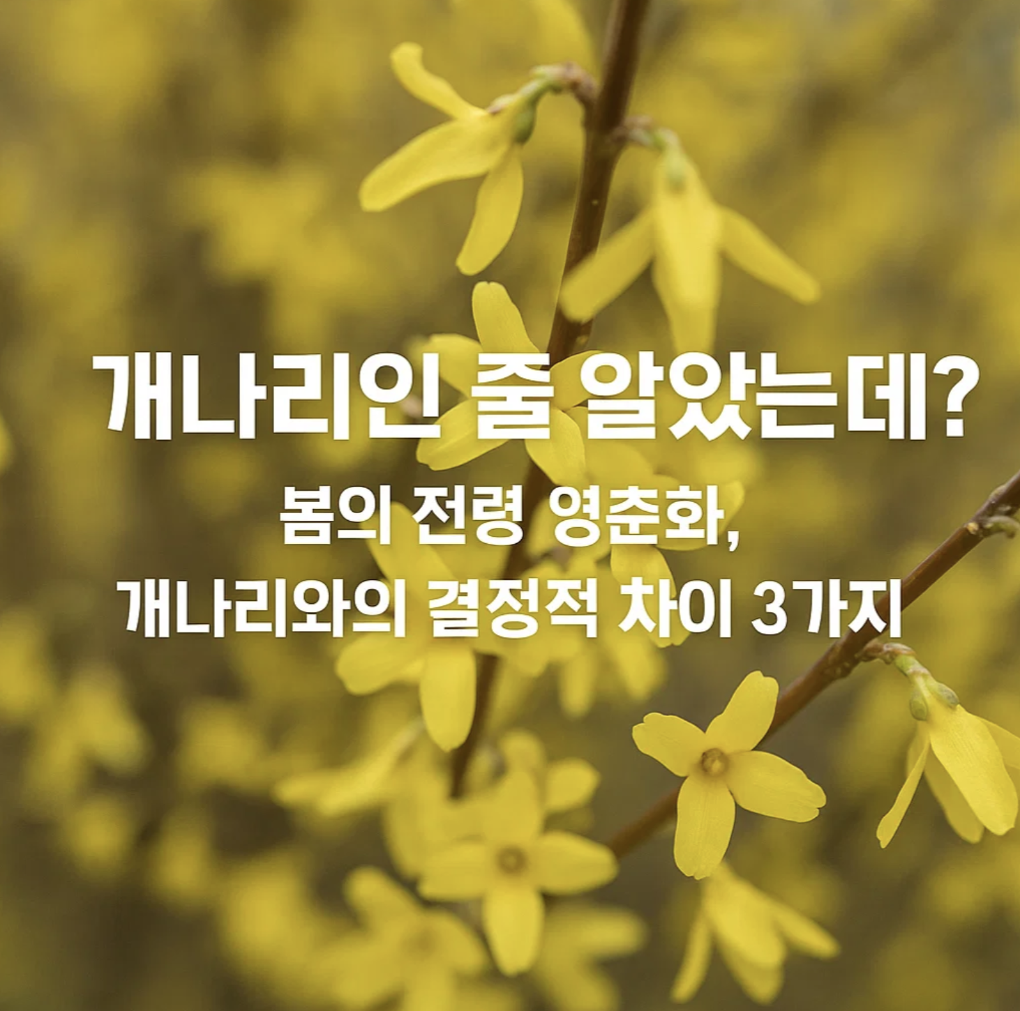개나리인 줄 알았는데? 봄의 전령 영춘화, 개나리와의 결정적 차이 3가지