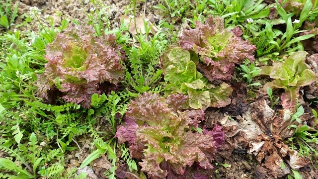 봄나물 밭 모습 효능알기