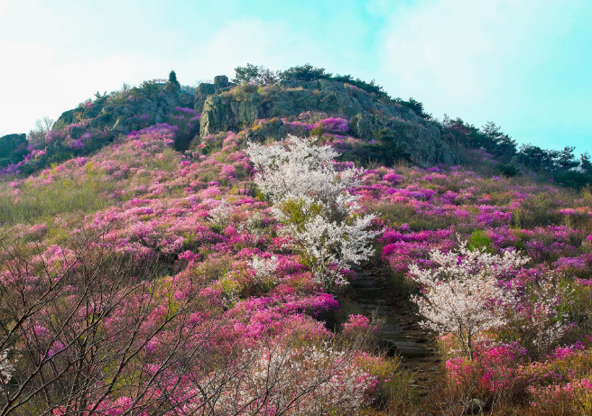 영취산 진달래1