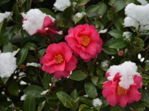 겨울 꽃 동백나무