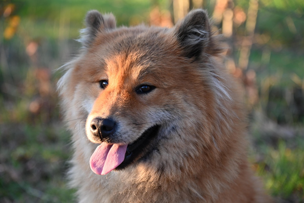 서울 도그스포츠 대회 2025