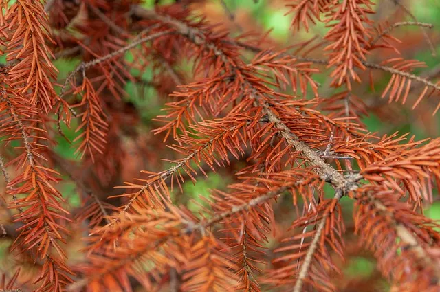 북향집 식물 선택 저조도관리 물주기 식물등 활용 방법_7