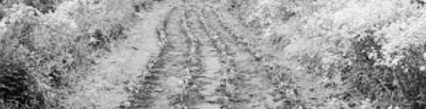 들깨 키우기: 들깨 파종시기