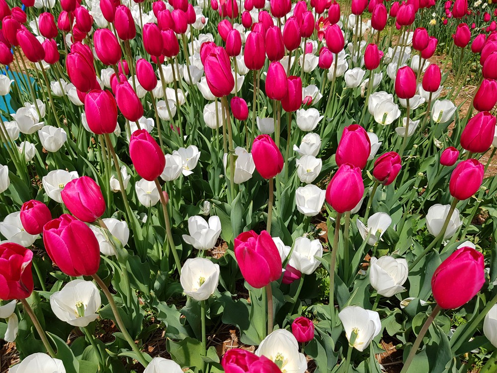 태안 튤립축제 