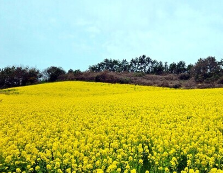 보성유채꽃