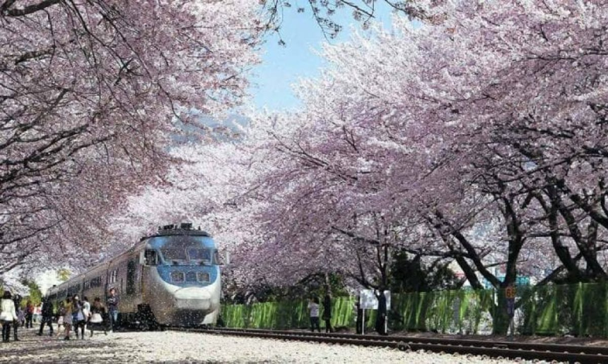 벚꽃 절정 시기 맞춰 가는 2025 진해 군항제 여행 TIP