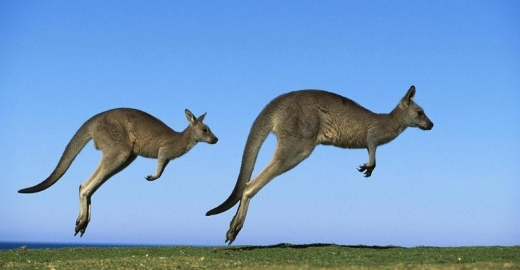 호주에서 흔히 만날 수 있는 캥거루