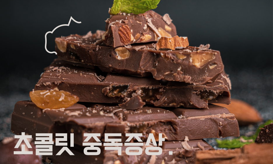 강아지 초콜릿 중독