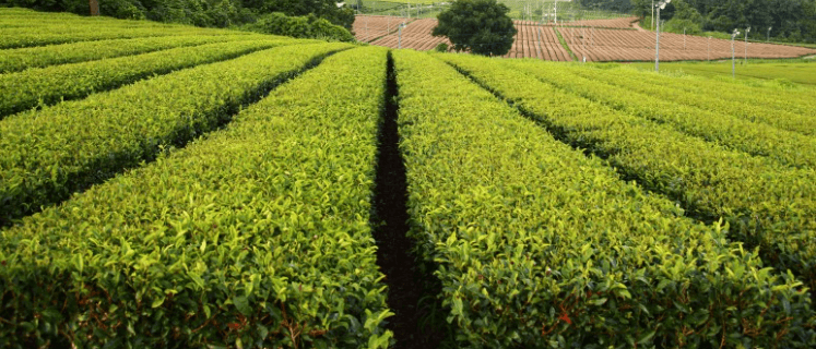 녹차잎이 기다랗게 늘어선 녹차밭