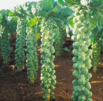 브뤼셀스프라우트 재배 육묘 포인트 추대 방지 수확 팁_3