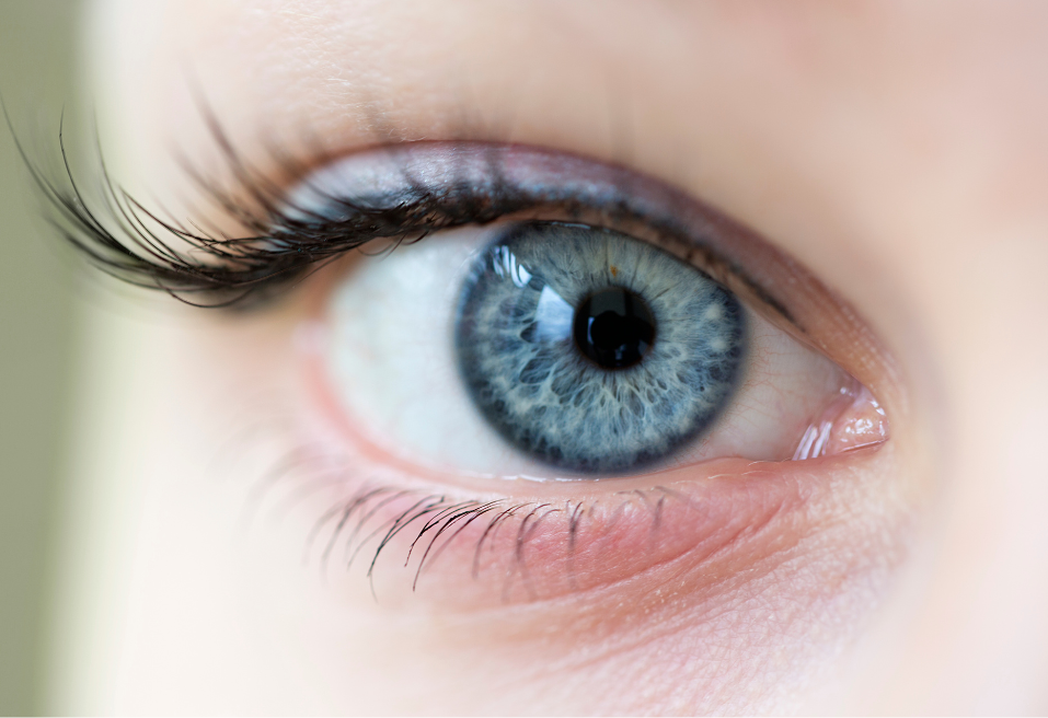 루테인 효능 부작용과 추천 제품