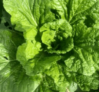 김장 배추 모종 심는 시기