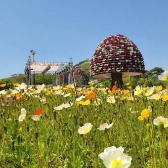 함평 나비 축제