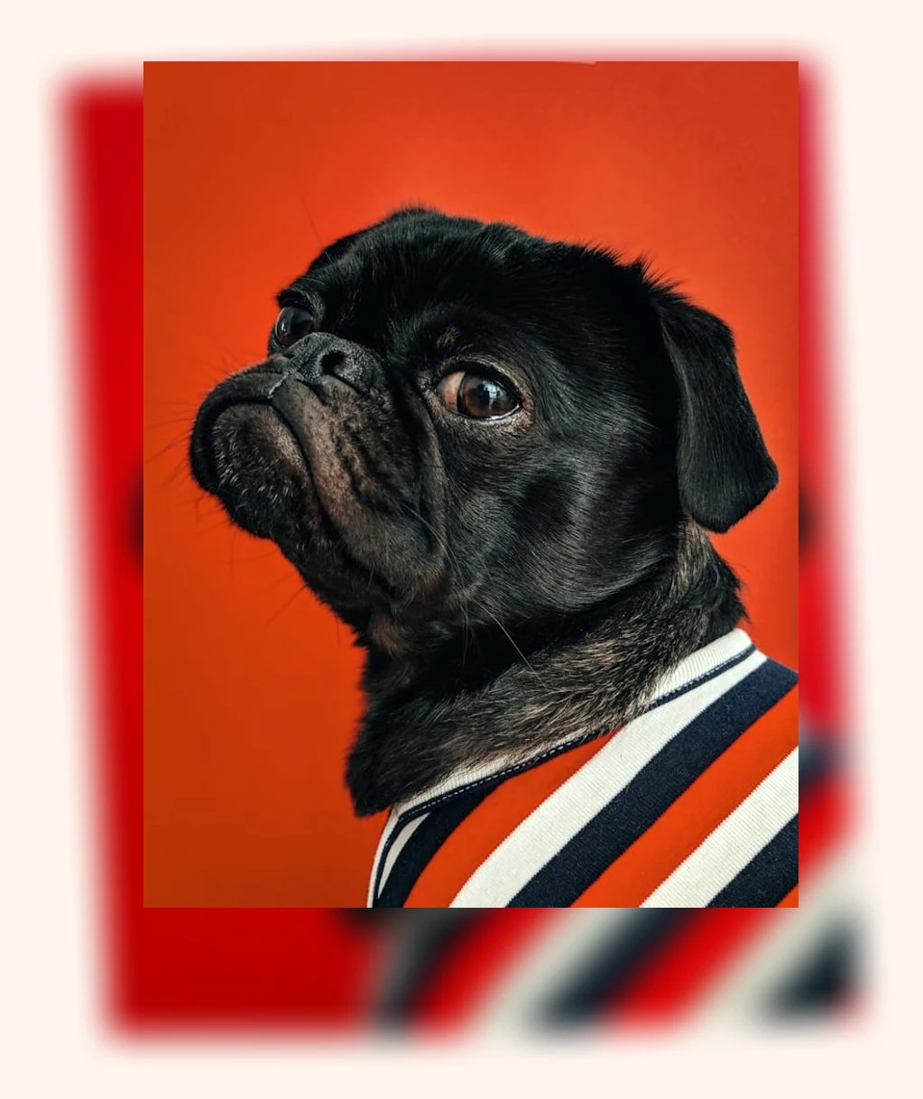 반려동물 단백질 섭취_1_subsection