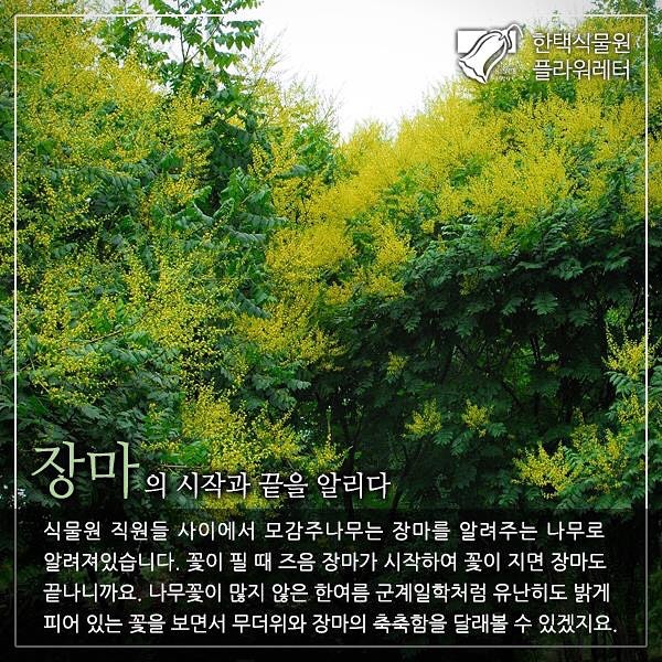 생방송 오늘저녁 희귀 식물의 천국에 핀 여름 꽃 소개 방송