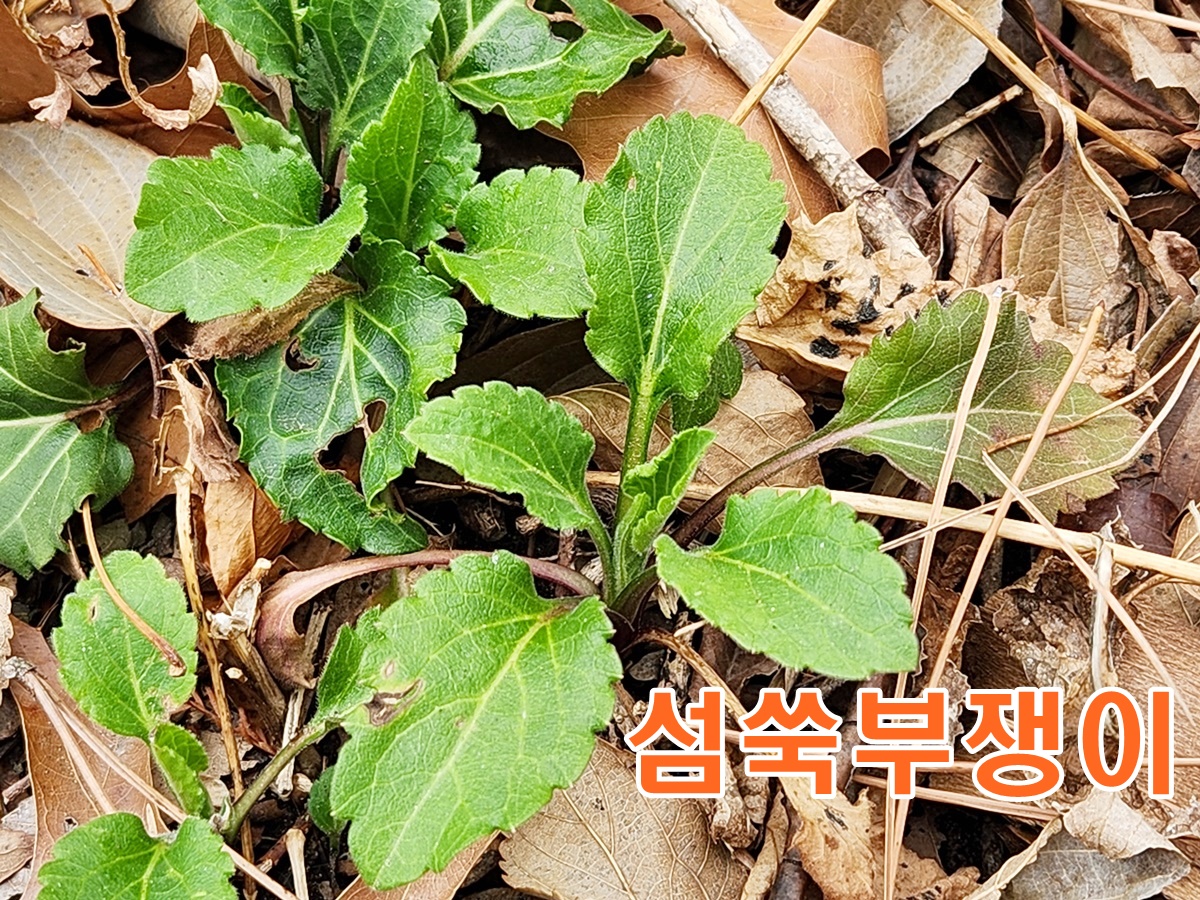 섬쑥부쟁이