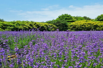 고창 청농원 라벤더 축제2