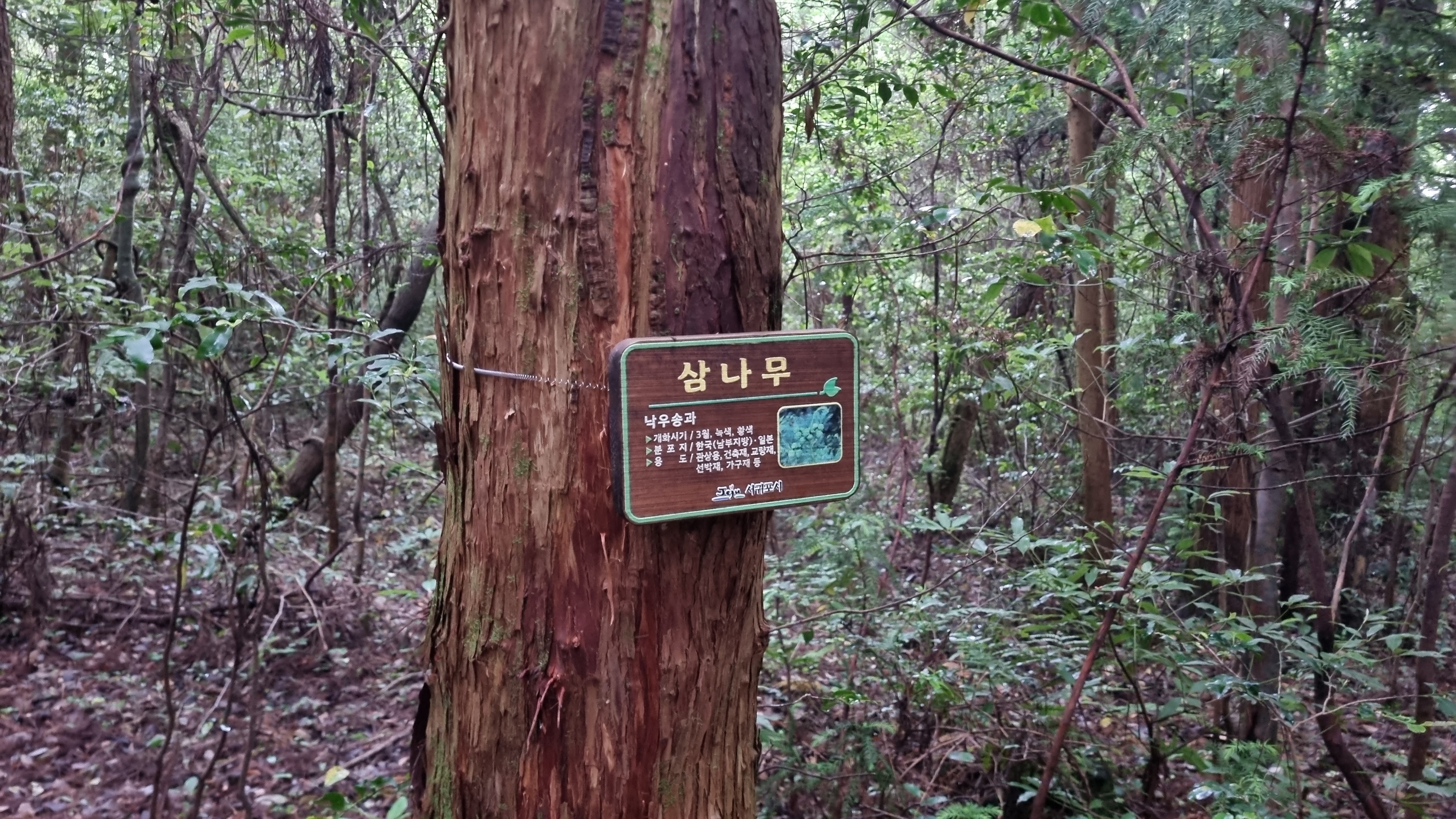 제주 추억의 숲길