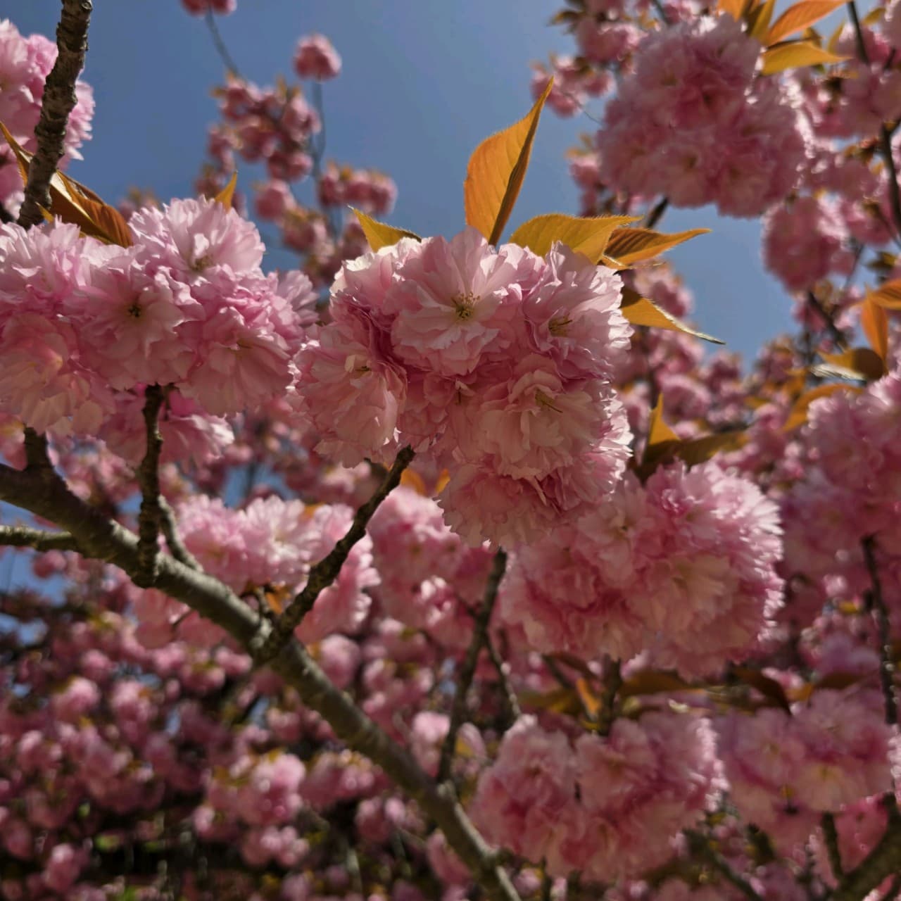 [4월 봄꽃 여행]순천 선암사❘진달래, 겹벚꽃, 홍매화, 개화시기