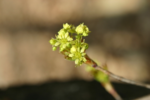 고로쇠나무 꽃2