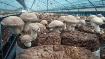 표고버섯 재배 원목 선택 접종 시기 습도 관리_3