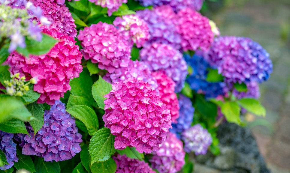 제주 마노르블랑 수국축제