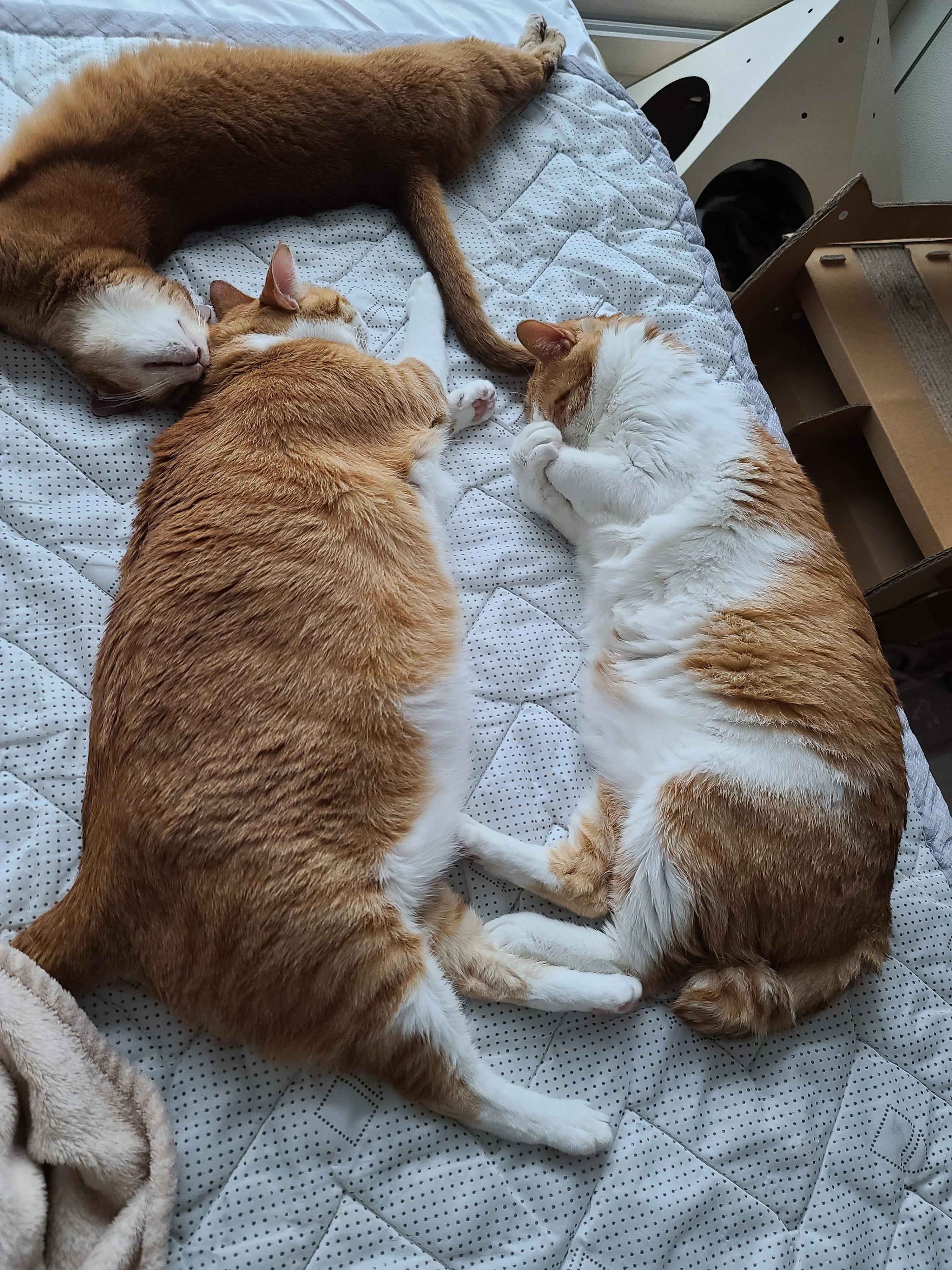 치즈형제의 다정한 낮잠. (feat.아비시니안 루나와 질투대마왕 건이)