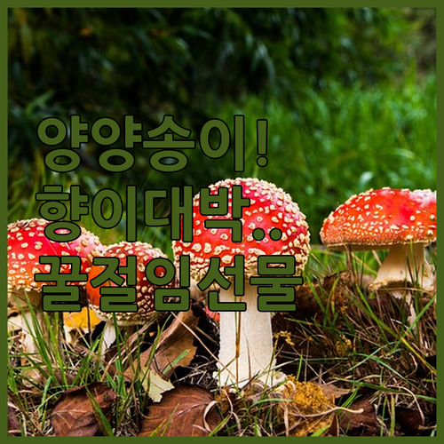 양양 봉화 자연산 송이버섯 특징과 산..