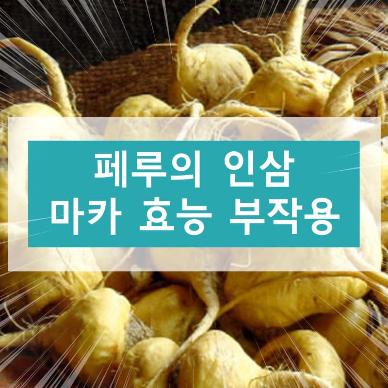 마카 효능 부작용에 대하여