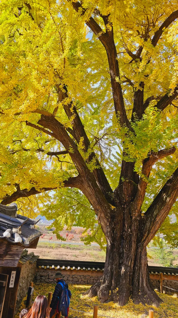 밀양 금시당 은행나무