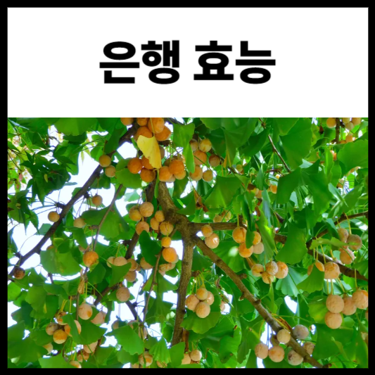 은행 효능