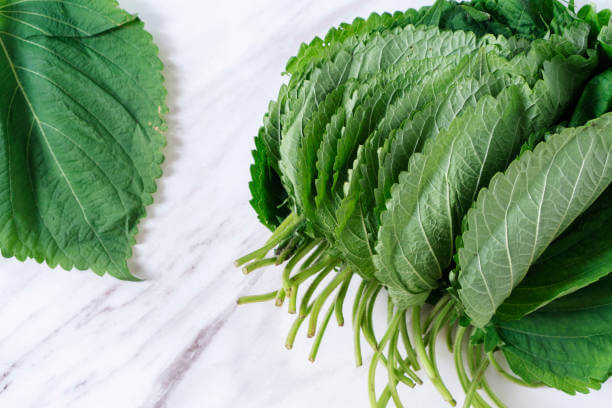 깻잎 효능 12가지와 부작용 및 하루 권장량 보관법 고르는 법