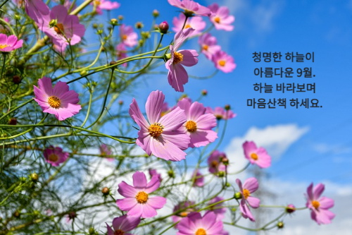 파란하늘과 보라색 코스모스 풍경