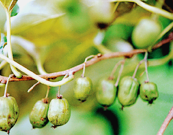 개다래 열매 효능