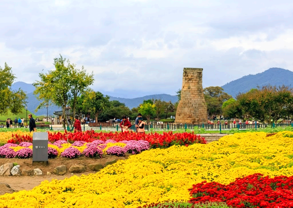 첨성대 국화