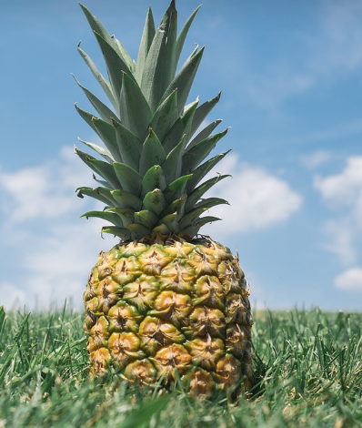 브로멜라인의 단백질 분해와 항염효과 있는 파인애플