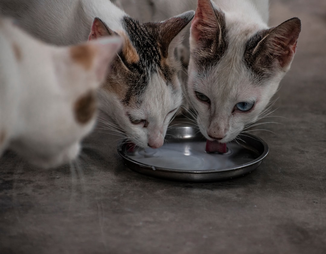 Cat Bowl