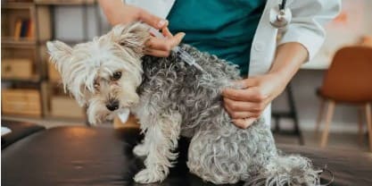 강아지-예방접종