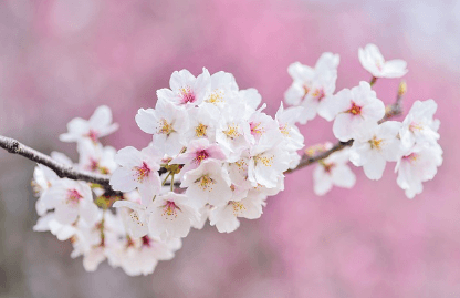 진해 군항제 무료 주차장 셔틀버스 실시간 교통상황 확인하기와 관련된 벚꽃사진