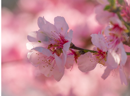 2025년 개화 시기 전망: 봄꽃의 향연을 미리 준비하세요