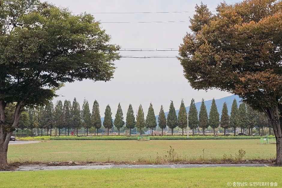 덕산 메타세콰이어길 사진