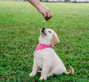 강아지 훈련 관련 사진
